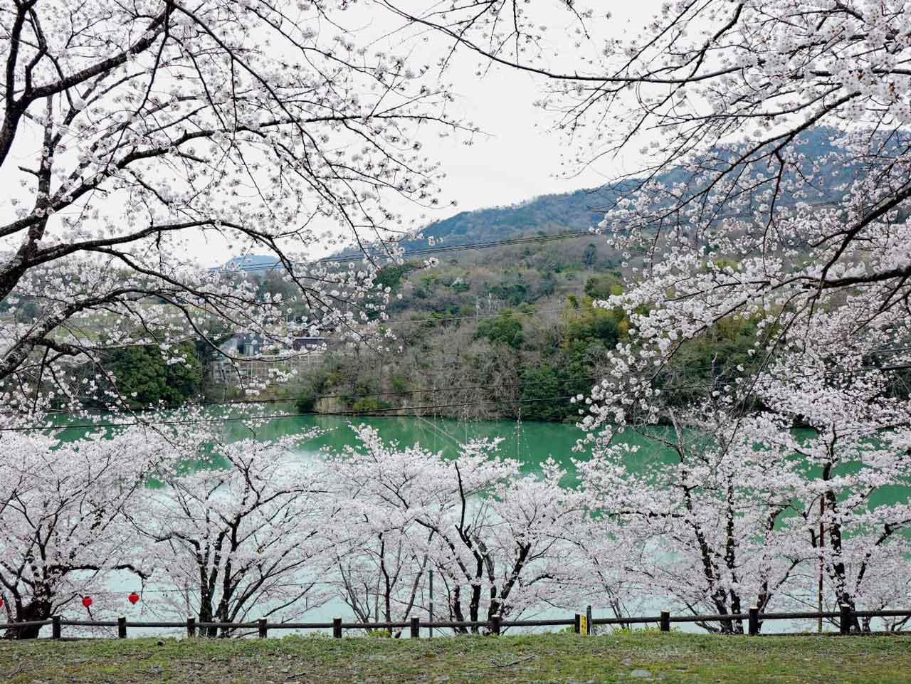 sakura