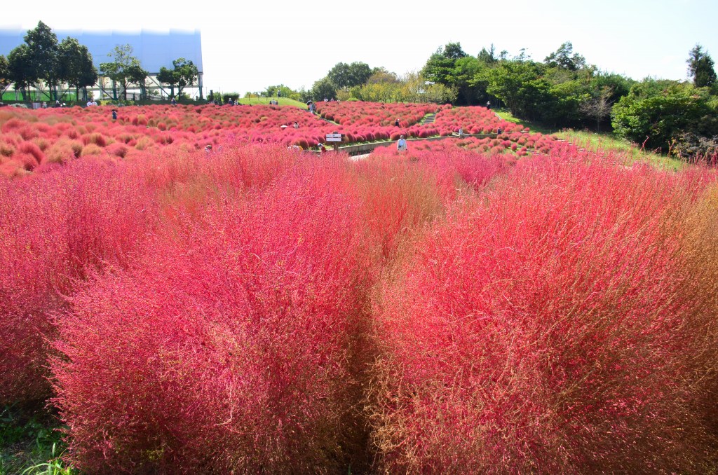 紅いコキア