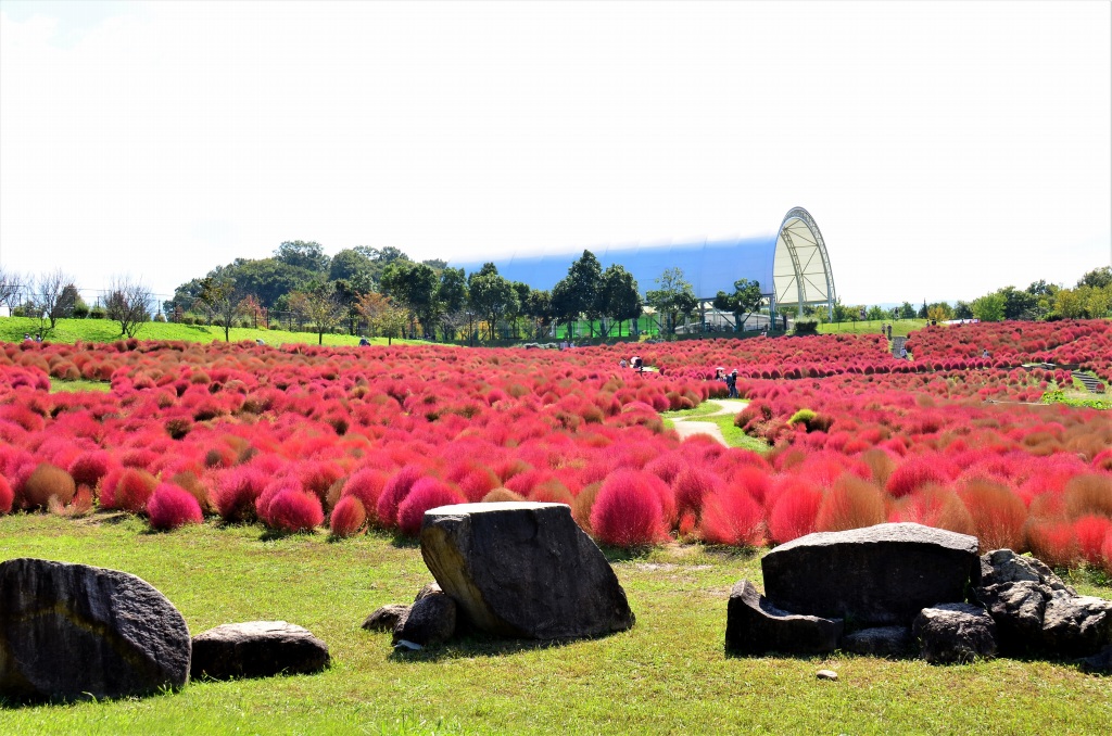 紅いコキア