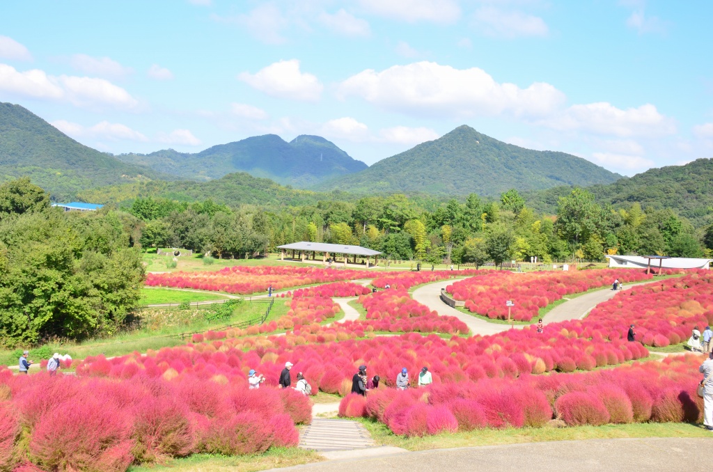 紅いコキア