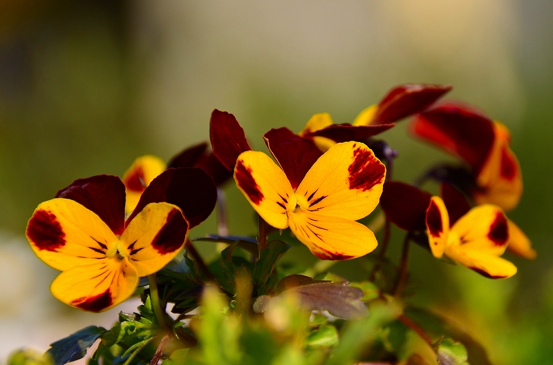 花壇の花