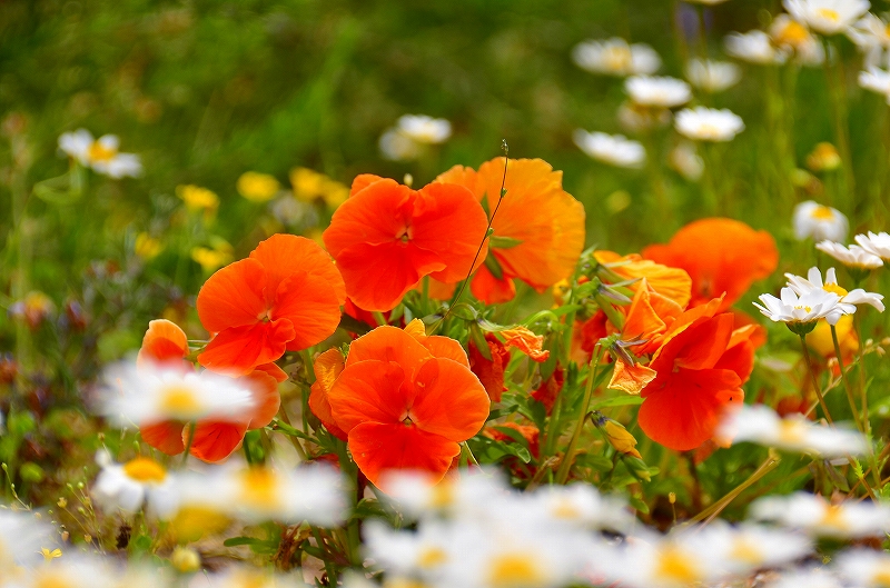 花壇の花