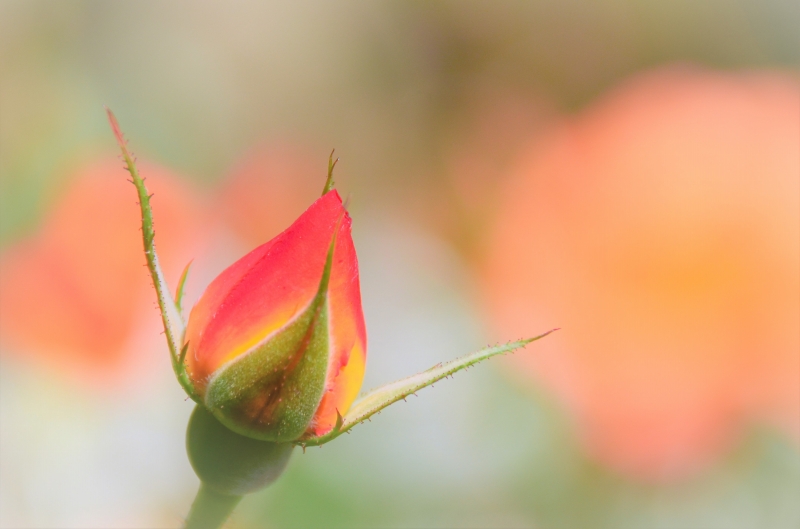 バラの花