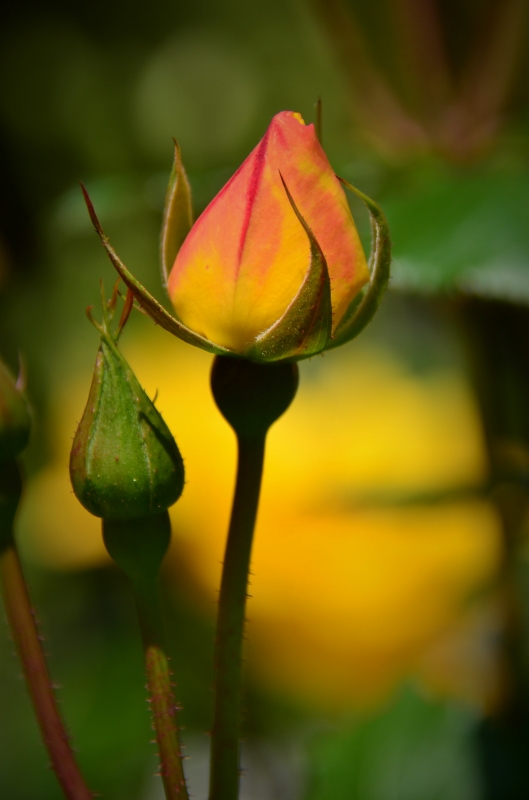 バラの花