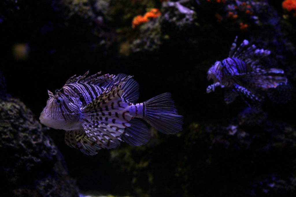 水族館