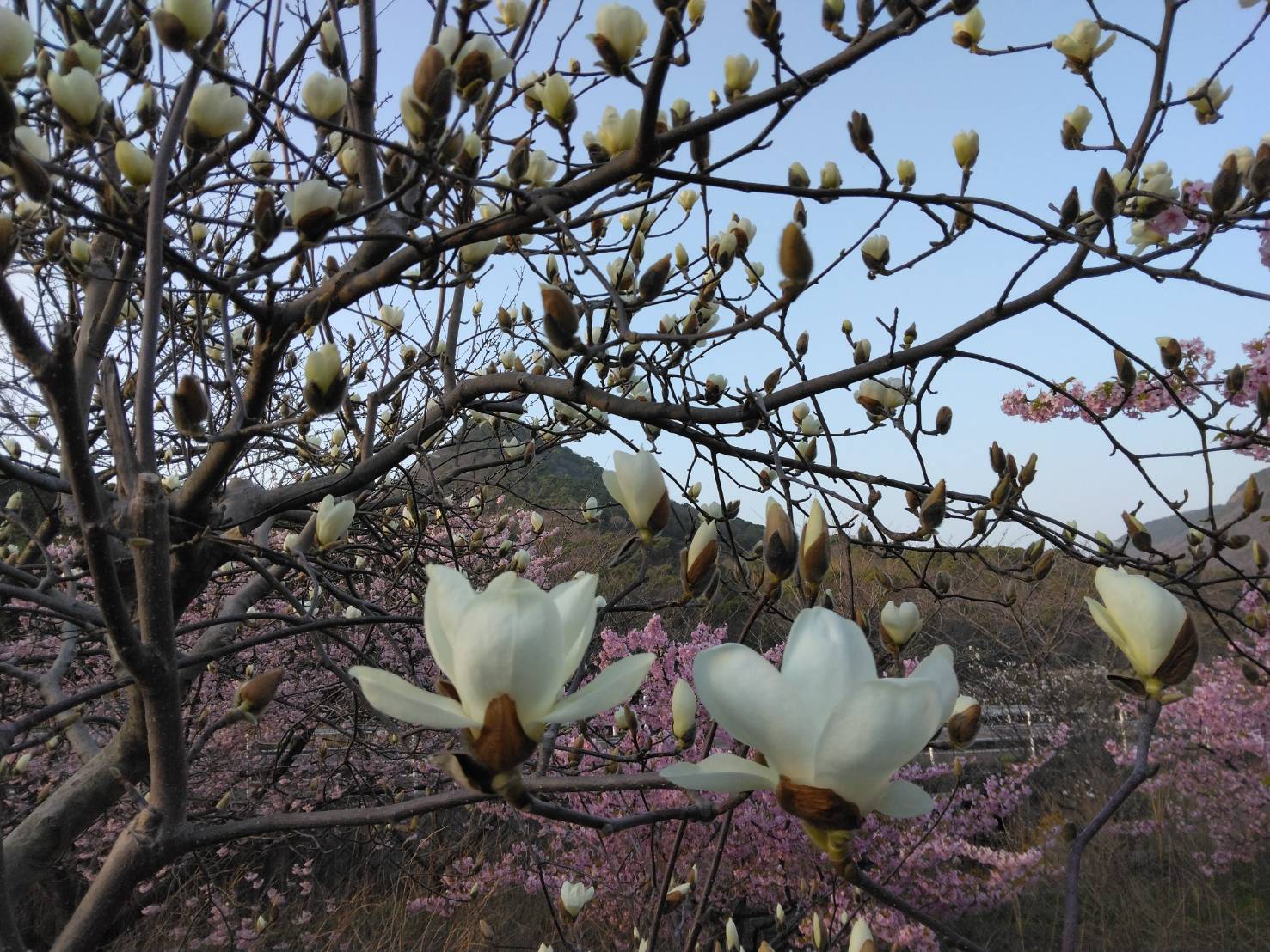 ハクモクレンと桜と