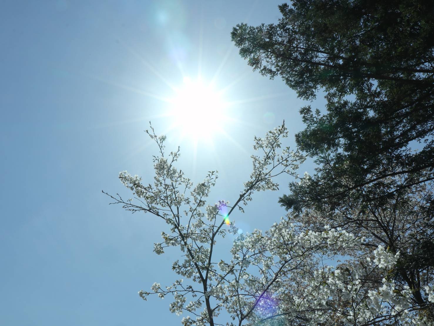 sunrise cherryblossom